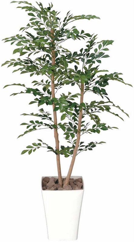 パキラミルキーウェイ 140cm❗特白 綺麗❗幹太 ❗ 接木 お洒落 鉢