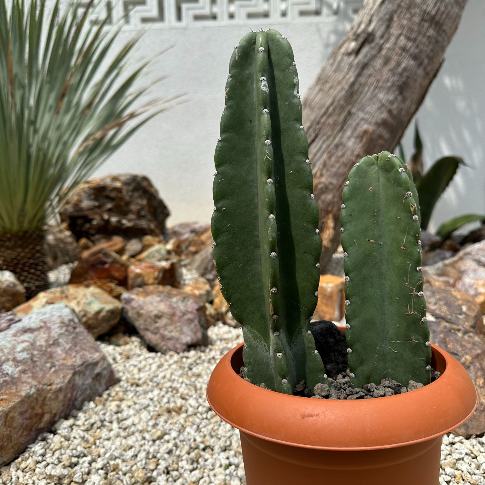 柱サボテン　送料込み 柱サボテン L | 観葉植物の通販 AND PLANTS (アンドプランツ)