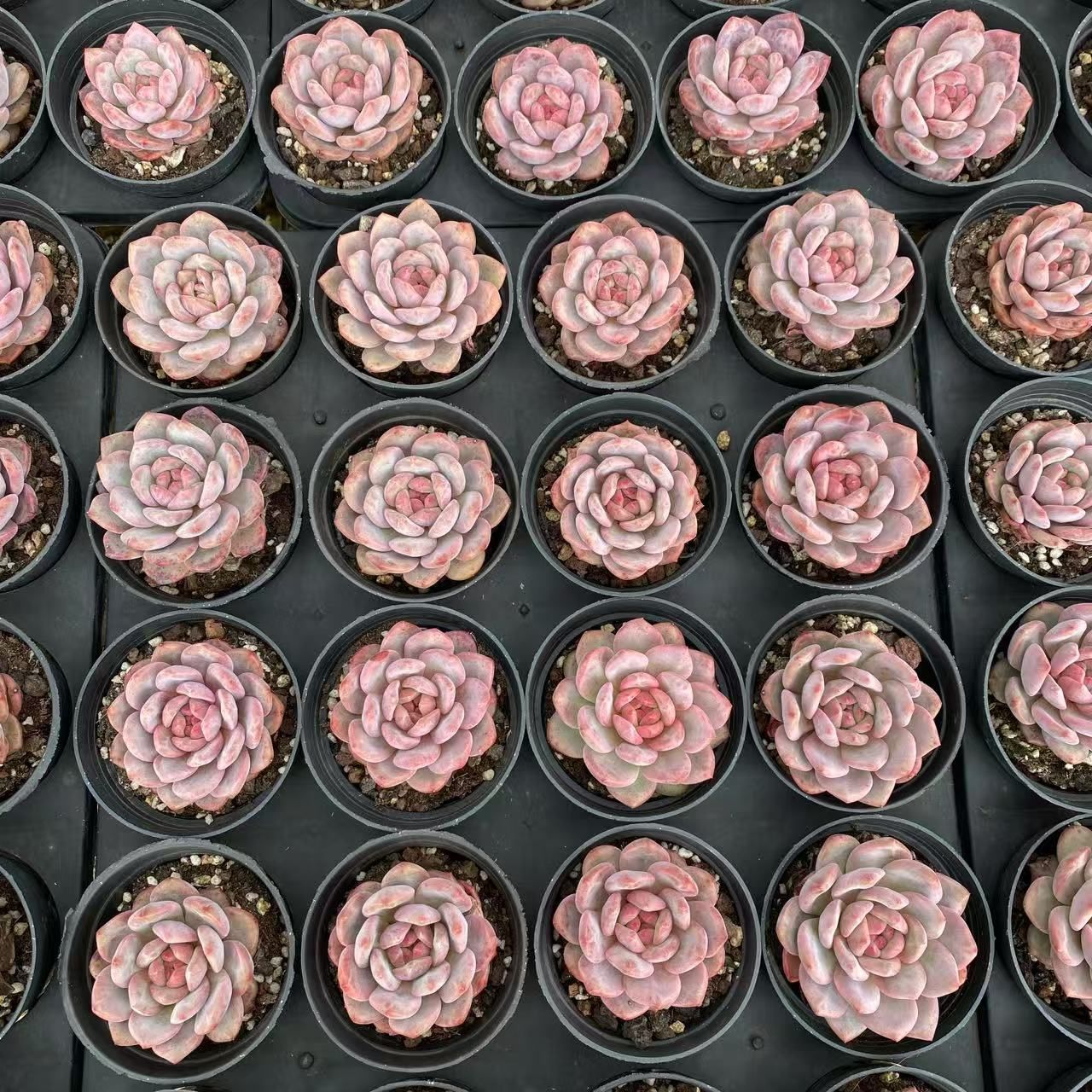 【割引セール中！レア苗新作！新入荷】ハオルチア　韓国苗　バタフライ　多肉植物 Amazon.co.jp: 多肉植物 韓国苗 ハオルチア ハイデルベルゲンシス錦