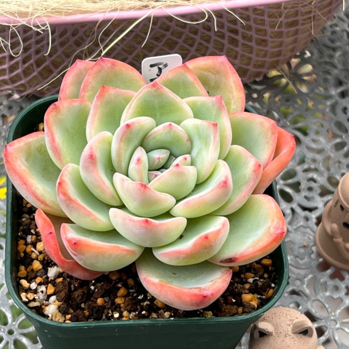 多肉植物 ☘️ アマビレ 大きめ苗 抜き苗 - 多肉ショップ ☘️ お多福