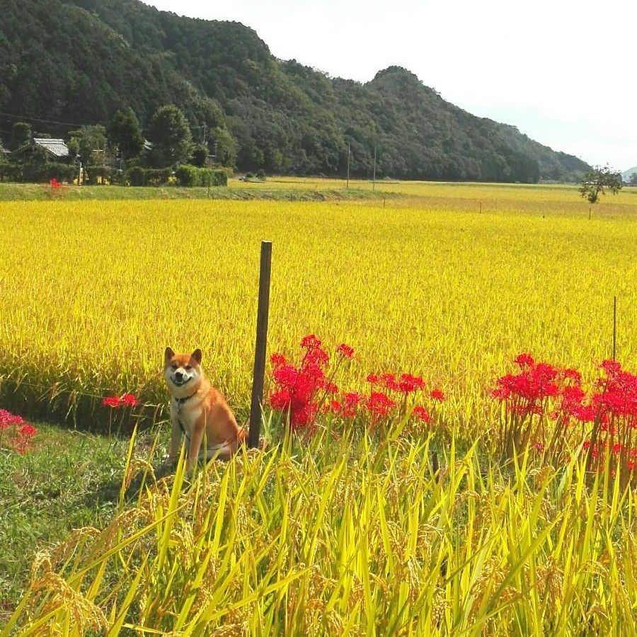 ２０年以上農薬を使わず１０年以上肥料を使わない田んぼで作ったきぬむすめ10 発芽玄米に最適です その他 Www Gendarmerie Sn