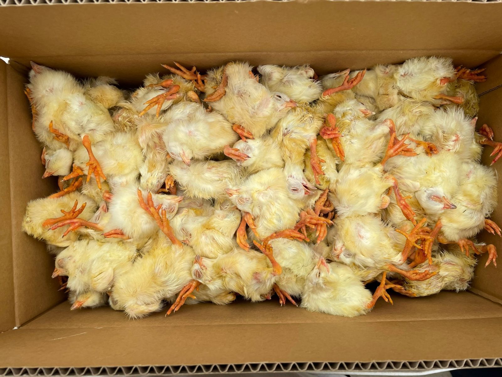 楽天市場】冷凍ヒヨコ12kg 約300羽分 フクロウ 鷹