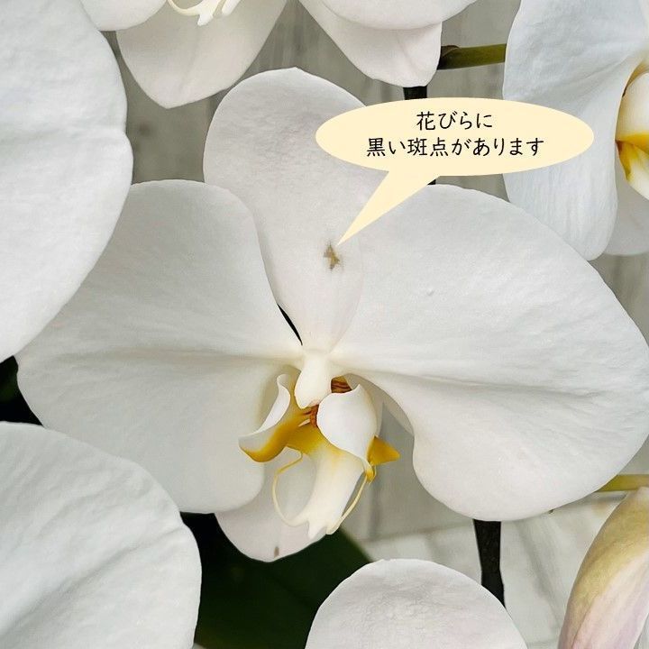 訳あり 大輪胡蝶蘭白３本立|花びらに黒い斑点 傷あり