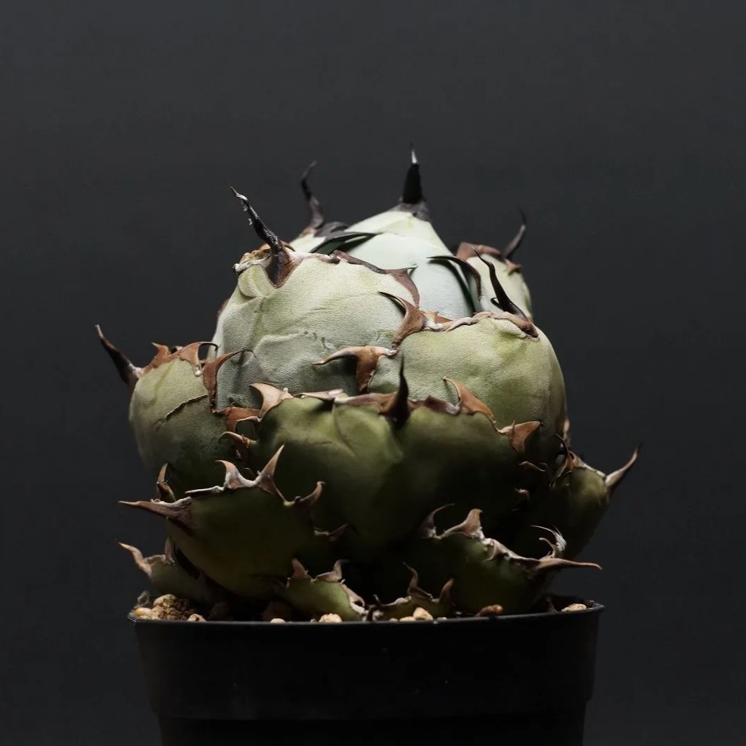 Agave titanota アガベ チタノタ ブラック＆ブルー 管理2391