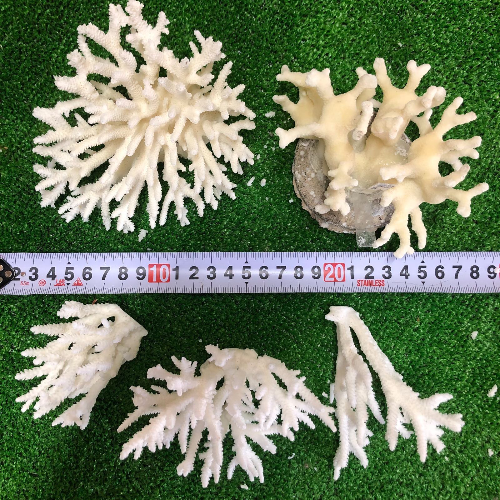 １７ A サンゴ 珊瑚 置物 飾りサンゴ 飾り 欠片 サンゴ礁 珊瑚礁 白