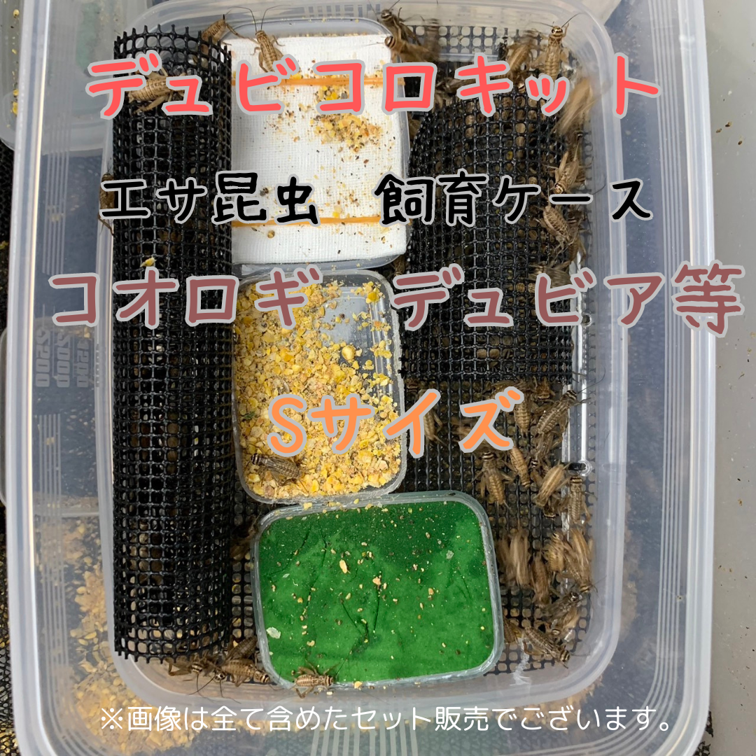 コオロギ飼育セット 両生類 デュビア レッドローチ 飼育ケージ 飼育ケース