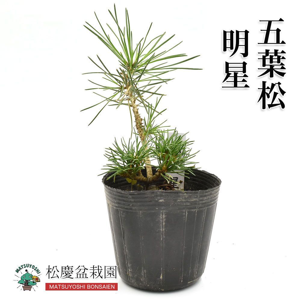 盆栽 苗木 五葉松 【明星】 1年生 盆栽素材 数量あり bonsai - メルカリ