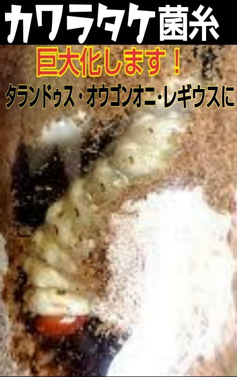 極上！カワラ菌糸瓶【12本】特殊アミノ酸強化配合！タランドゥス ...
