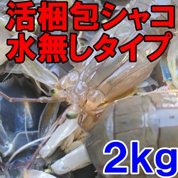 活梱包「水無 蝦蛄２ｋｇ」（40-64匹）シャコエビ シャコ しゃこえび　蝦蛄海老 シャコ刺身 蝦蛄刺身 刺し身 シャコの寿司に ボイルシャコに 漁師直送 活きて到着の可能性あり 活魚【100】