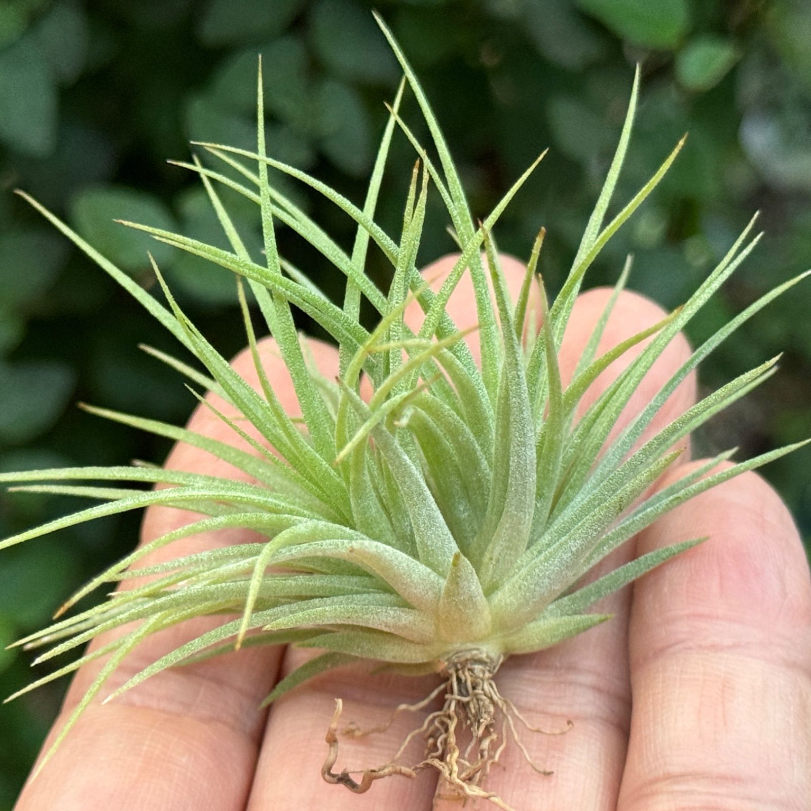 チランジア Fat Boy チランジア・イオナンタ・ファットボーイ Tillandsia ionantha