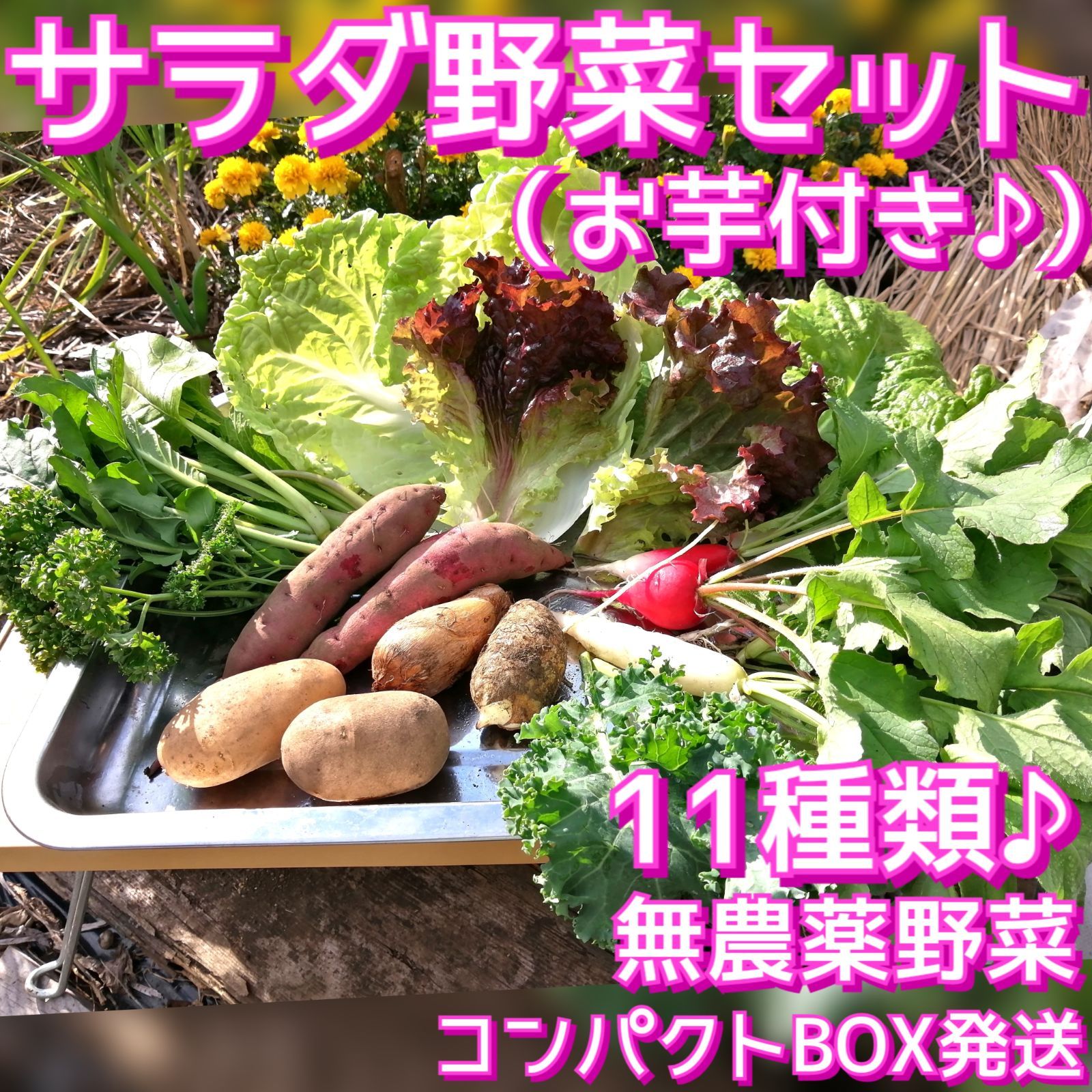 ホワイトブラウン 新鮮野菜詰め合わせ！京都 無農薬 減農薬野菜 今が旬