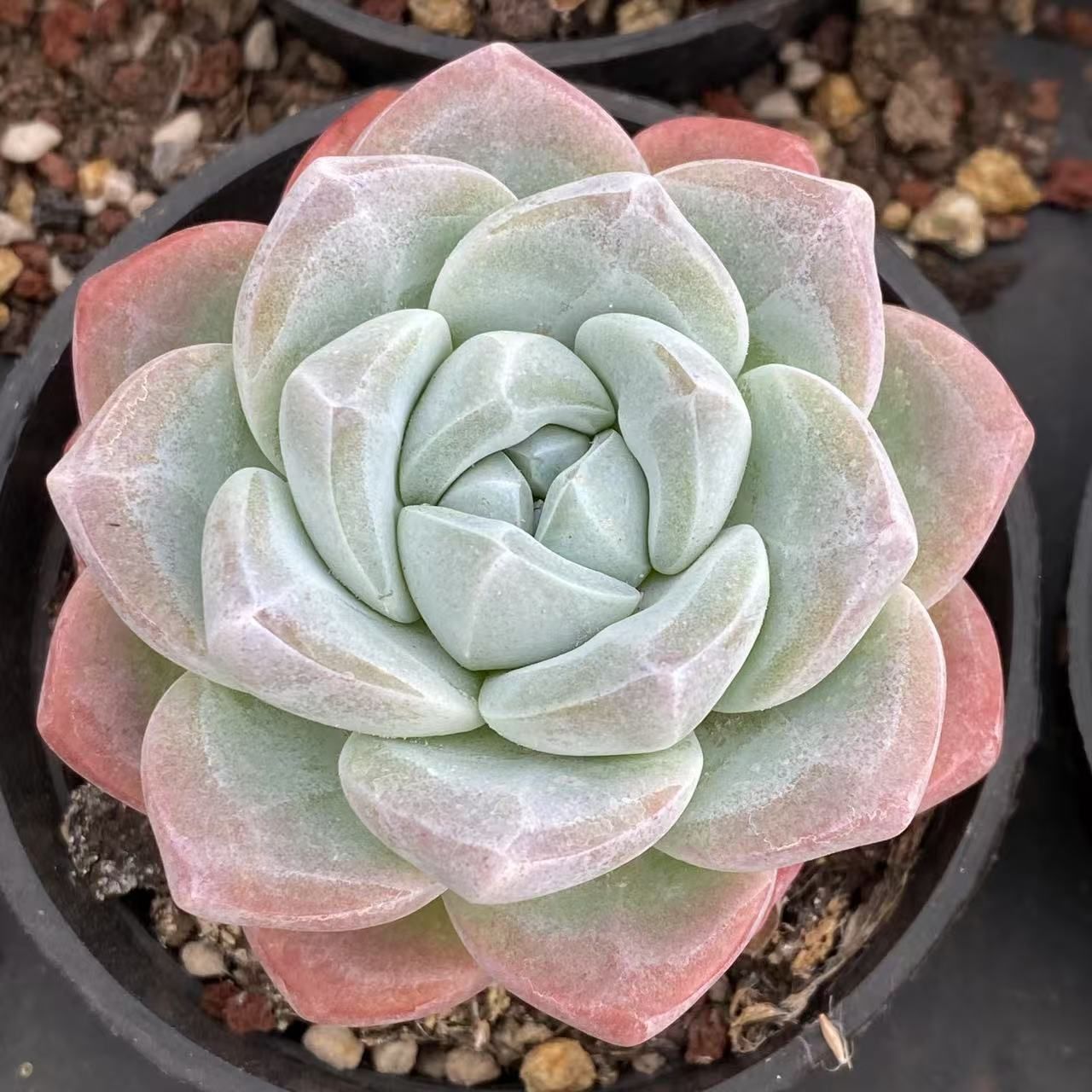 RC2030×40 アイスタマ