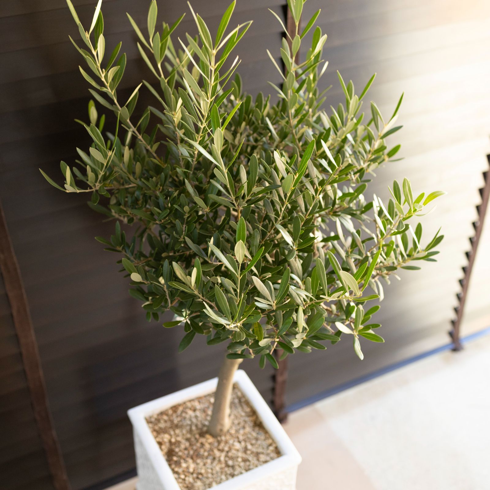 専用ページユッカロストラータ　20苗 鉢のまま発送 専用ページユッカロストラータ 20苗 鉢のまま発送 ユッカ ロストラータ