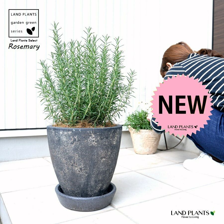 ローズマリー 中型 黒色 エッグ型 ラウンド 陶器鉢 受皿 ココファイバー 立性 鉢植え 苗 苗木 ローズマリ ハーブ ハー
