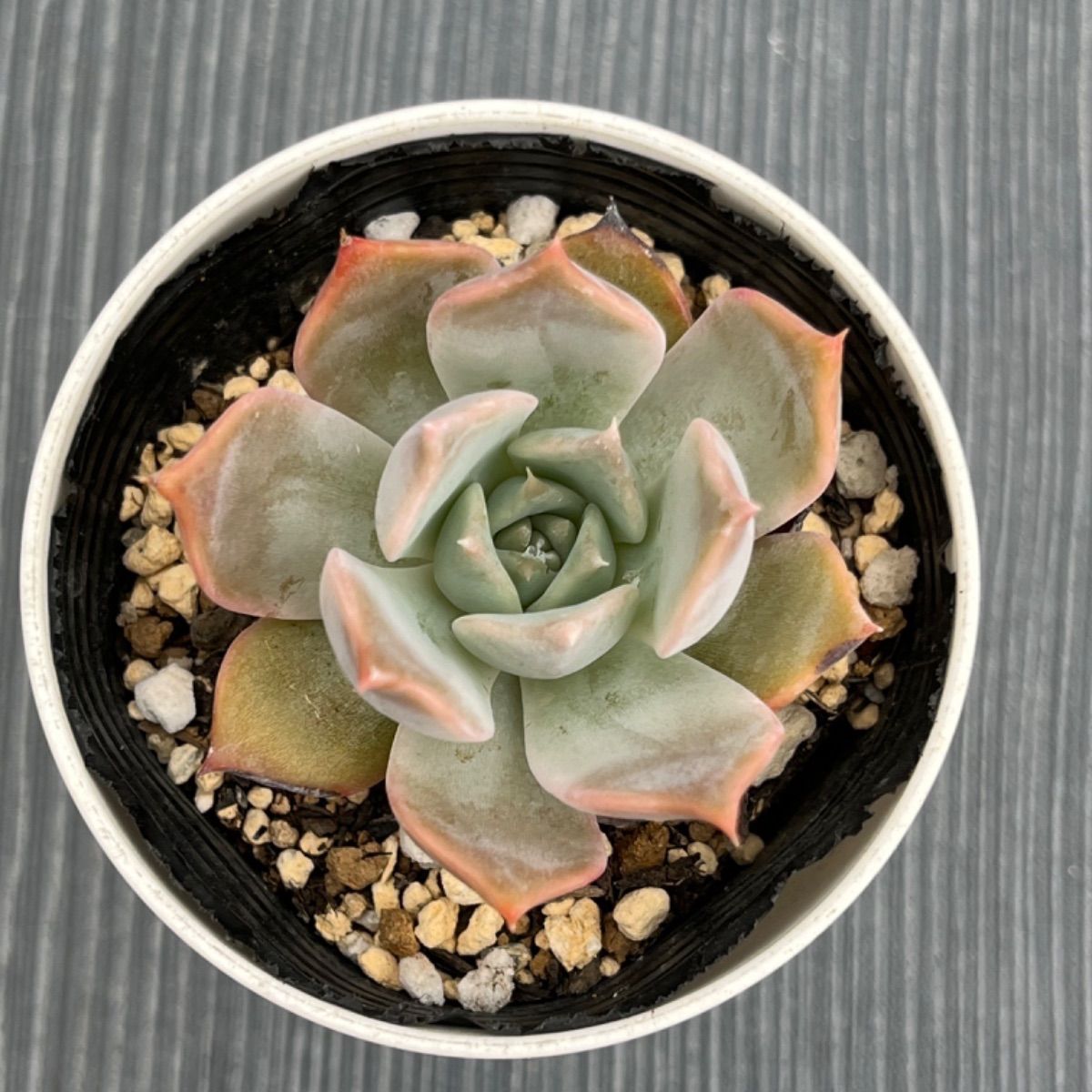 多肉植物エケベリアチェリークイーン抜き苗