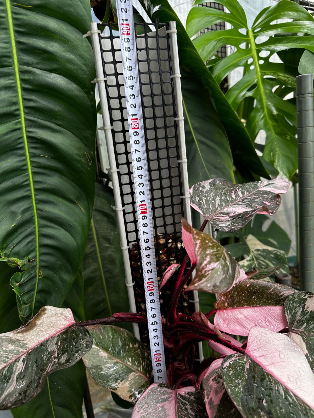 モスポール/登り棒：太さSサイズ (メルカリshops でも販売中) モスポール/登り棒：太さSサイズ (メルカリshops でも販売中