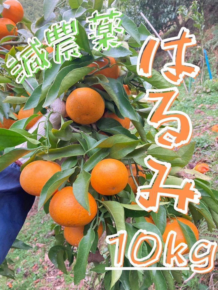 送料無料】はるみ 10kg 和歌山 最も安い 有田 みかん 家庭用 甘い