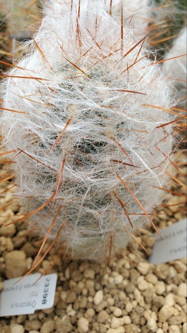 オレオケレウス