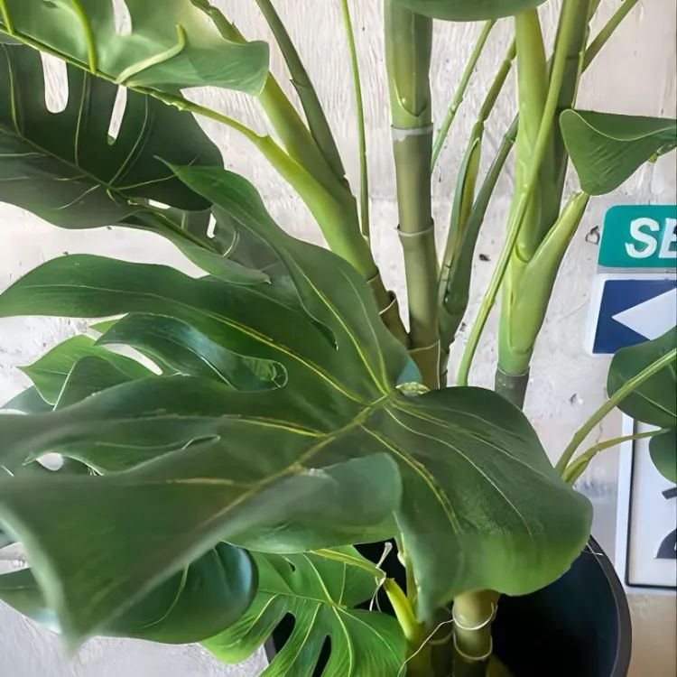 光触媒　人工観葉植物　ウォールグリーン　フェイクグリーン　モンステラ12080 光触媒 人工観葉植物 ウォールグリーン フェイクグリーン モンステラ75