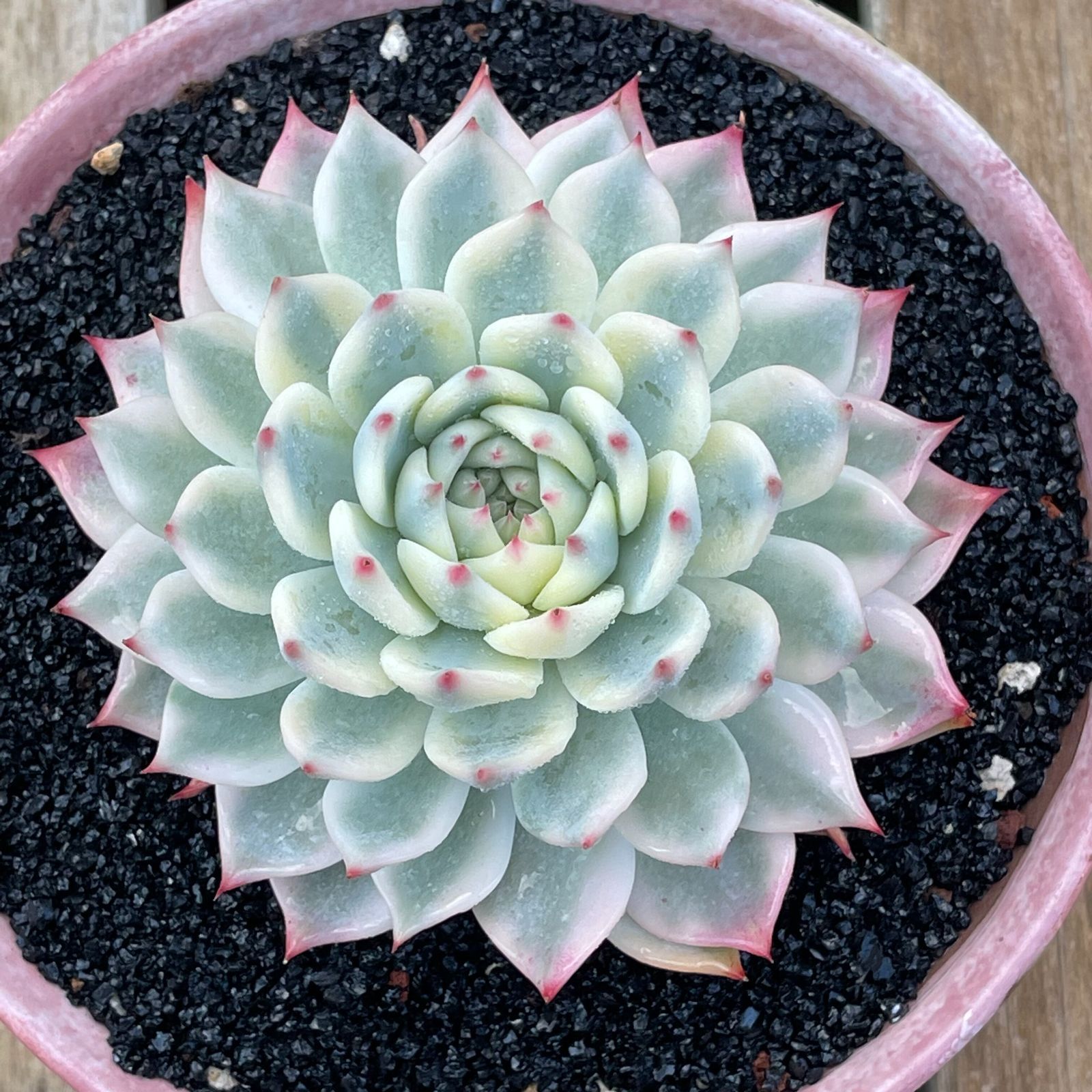 PZ12チワワエンシス錦韓国苗 多肉植物 抜き苗 エケベリア 即購入可