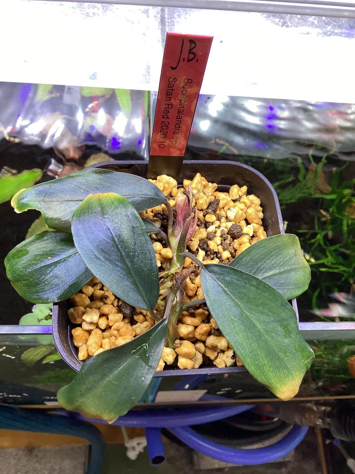 Bucephalandra sp. Satan Red 2020.10 ブセファランドラ sp サタン