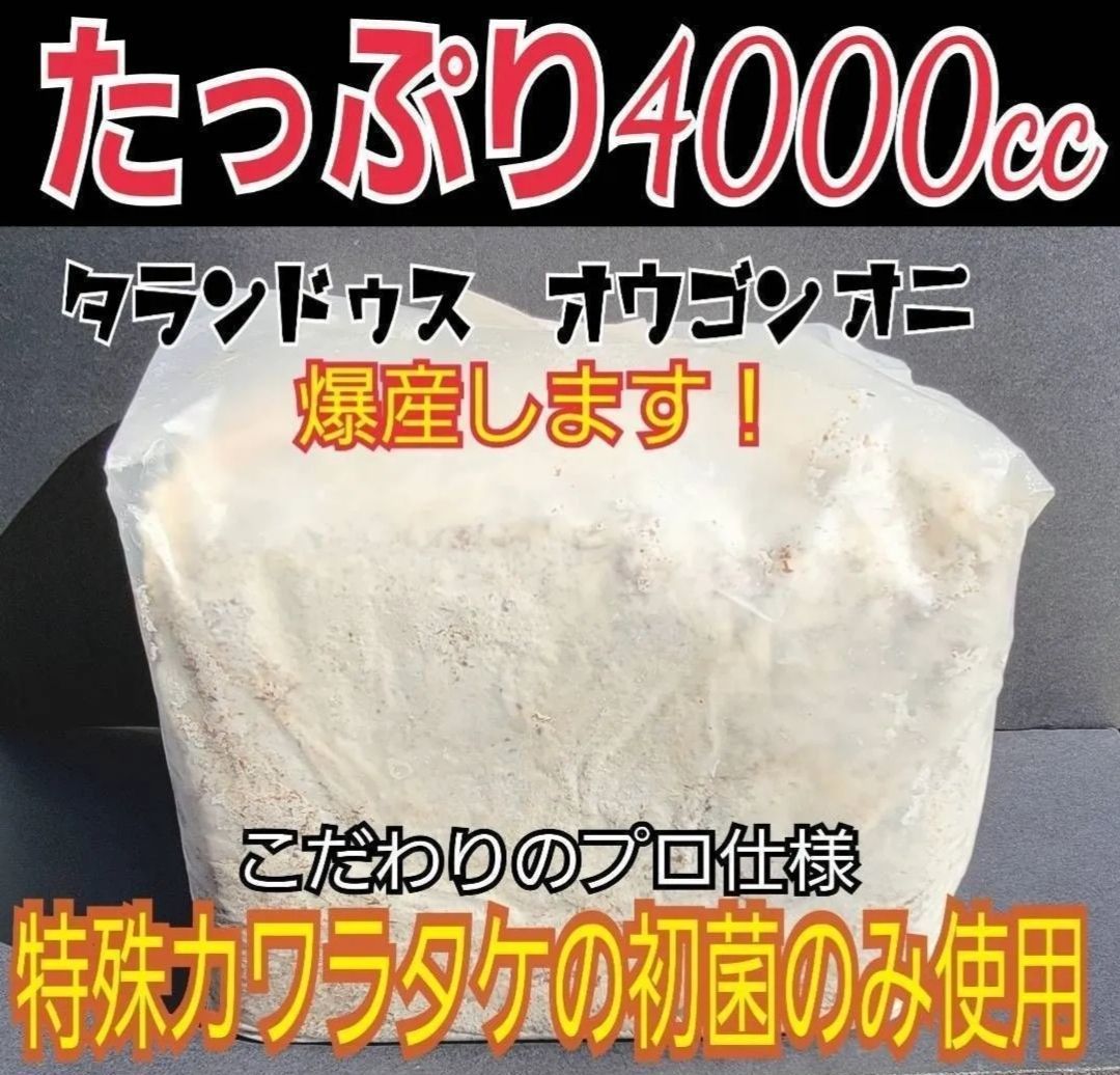 極上☆カワラタケ菌糸ブロック【5個セット】 4000cc クヌギ100 