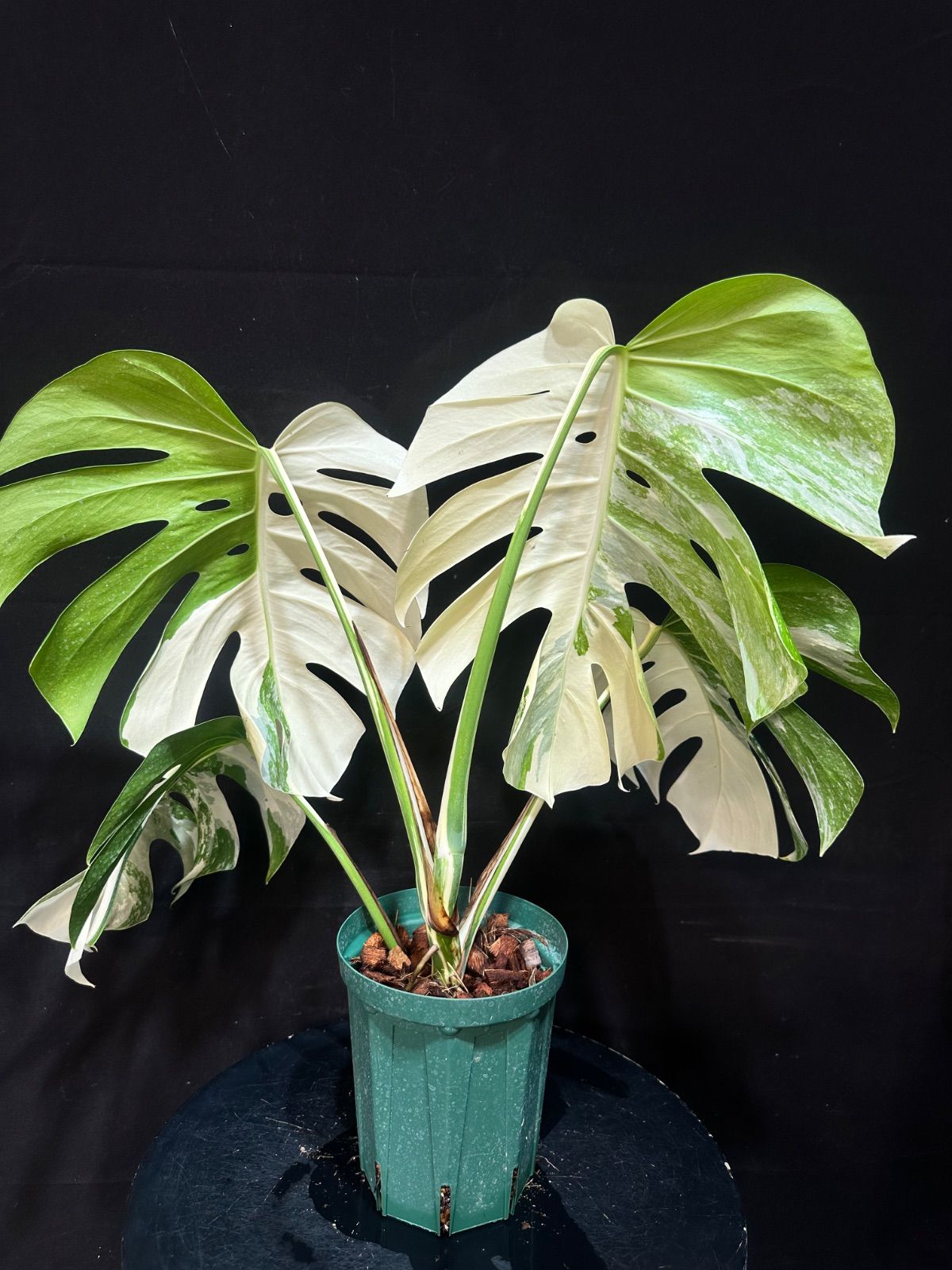 斑入りモンステラ☆ボルシギアナ☆ホワイトタイガー 斑入り モンステラ