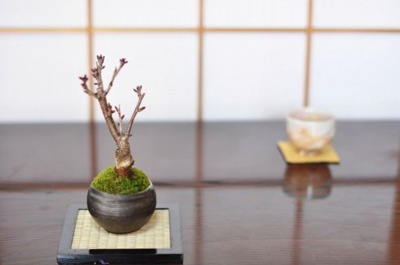 一才桜(旭山) 楽天市場】桜盆栽 一才桜 『 旭山 （ あさひやま ）』 4