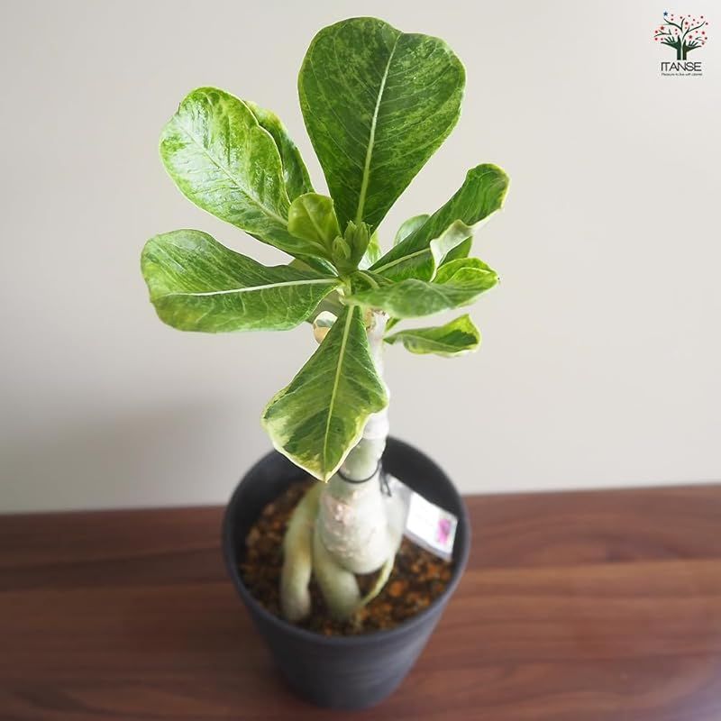 オベスム 斑入り