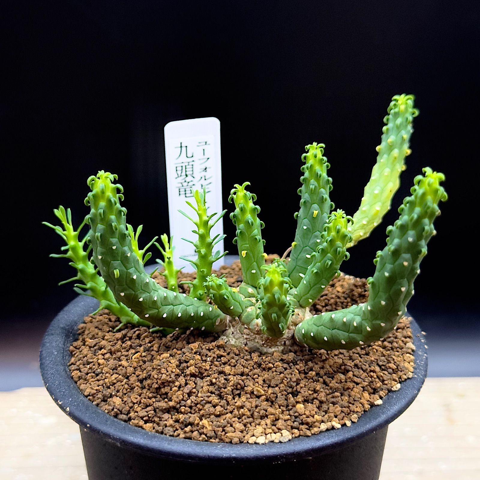 希少】オペルクリカリア ムルチジュガ パワータンク① 抜き苗発送