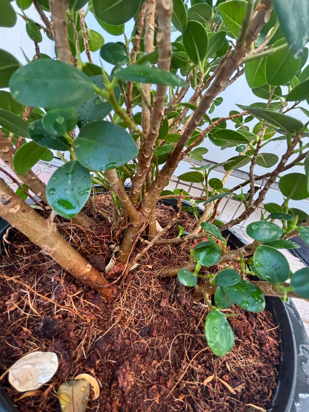 パンダガジュマル　斑入り　希少　8号リン鉢 リピート価格 パンダガジュマル 斑入り 希少 8号リン鉢 リピート価格 パンダ