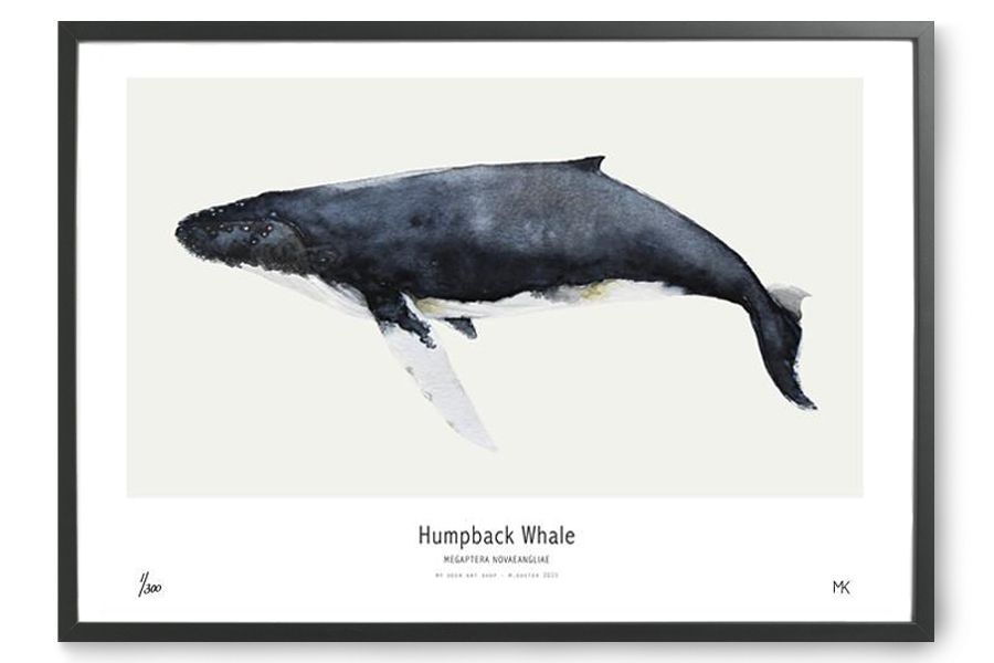 My Deer Art Shop アートポスター 50×70cm Humpback Whale (Limited