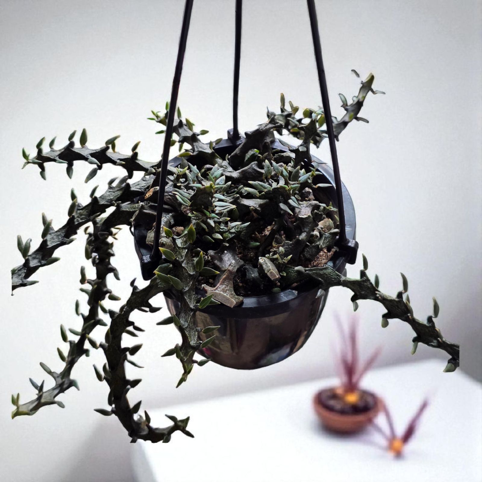 セロペギア ボッセリ 希少 珍奇植物 希少 珍奇植物 セロペギア・ボッセリ (Ceropegia bosseri) 抜き苗 発根