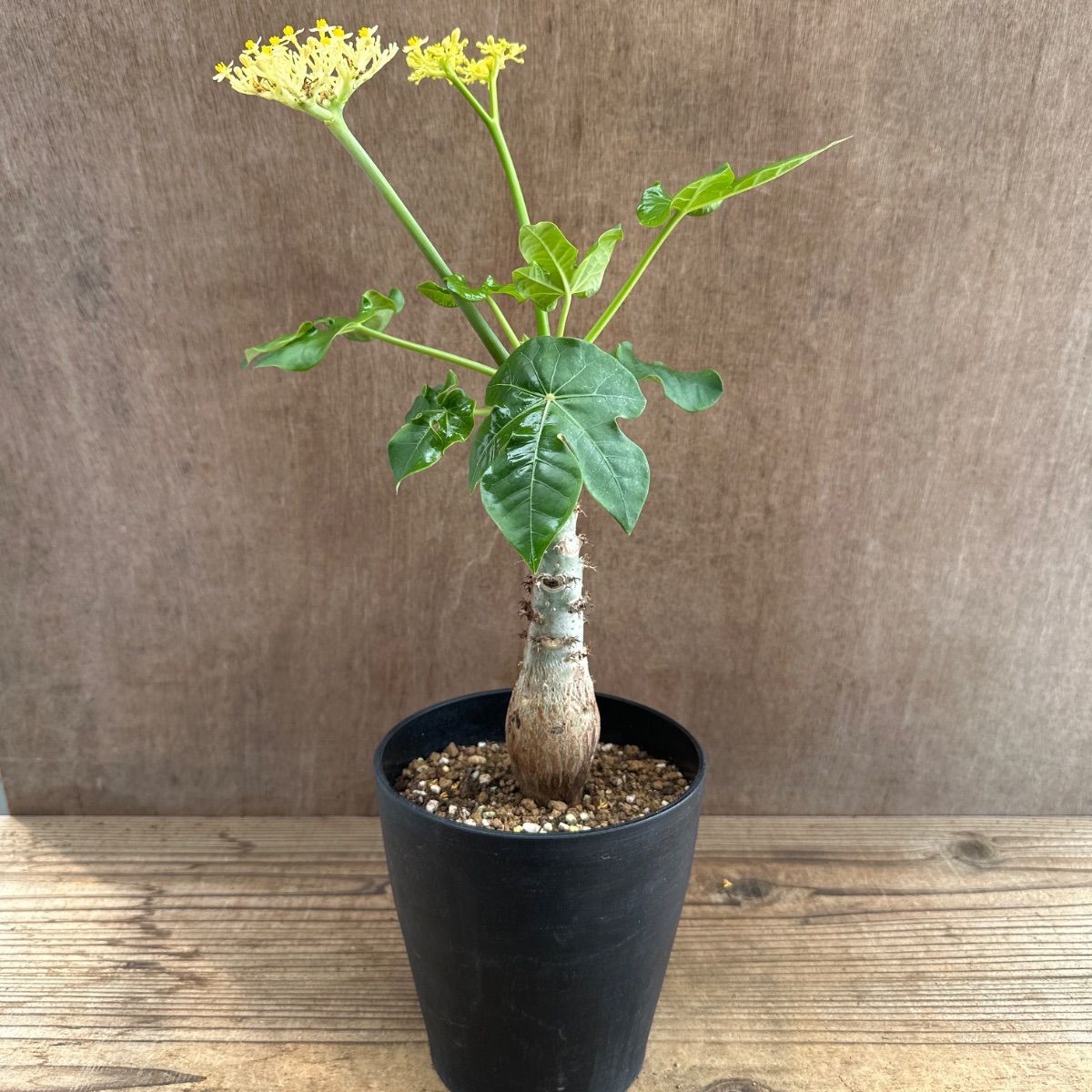 ヤトロファ・ポダグリカ(Jatropha podagrica)【かぎけんWEB