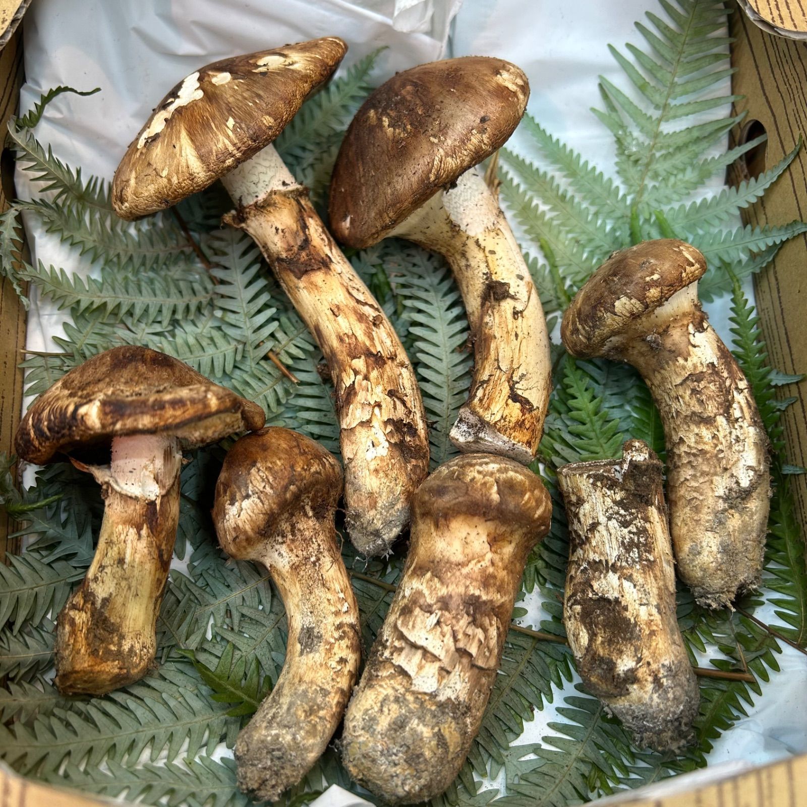 長野県 信州産 松茸 1日採れ5本150g即決あり 送料込み信州