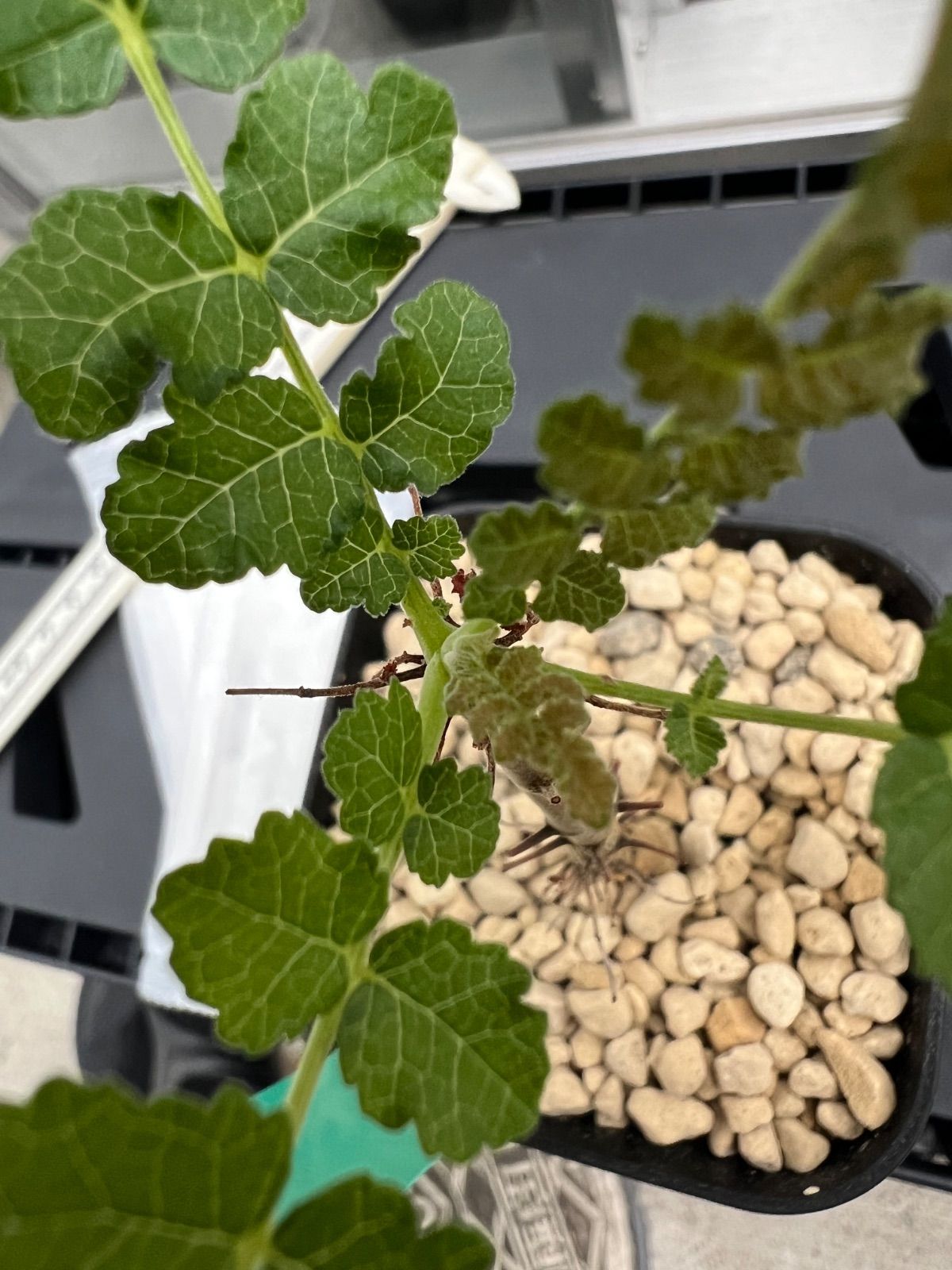 ボスウェリア サクラ Boswellia sacra 国内実生苗 - メルカリ