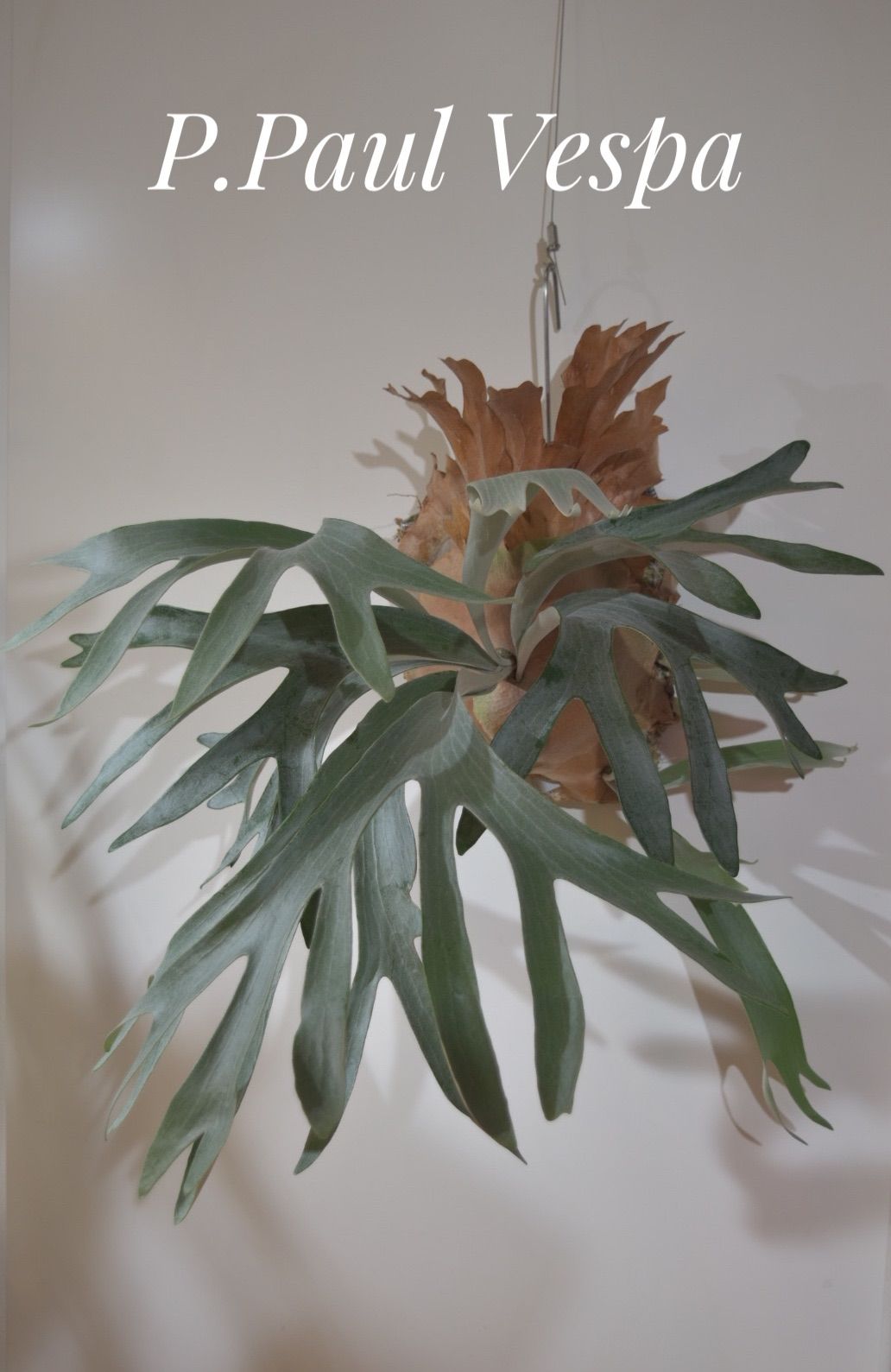 TSA様専用】 P.Paul Vespa ビカクシダ ポールベスパ - メルカリ