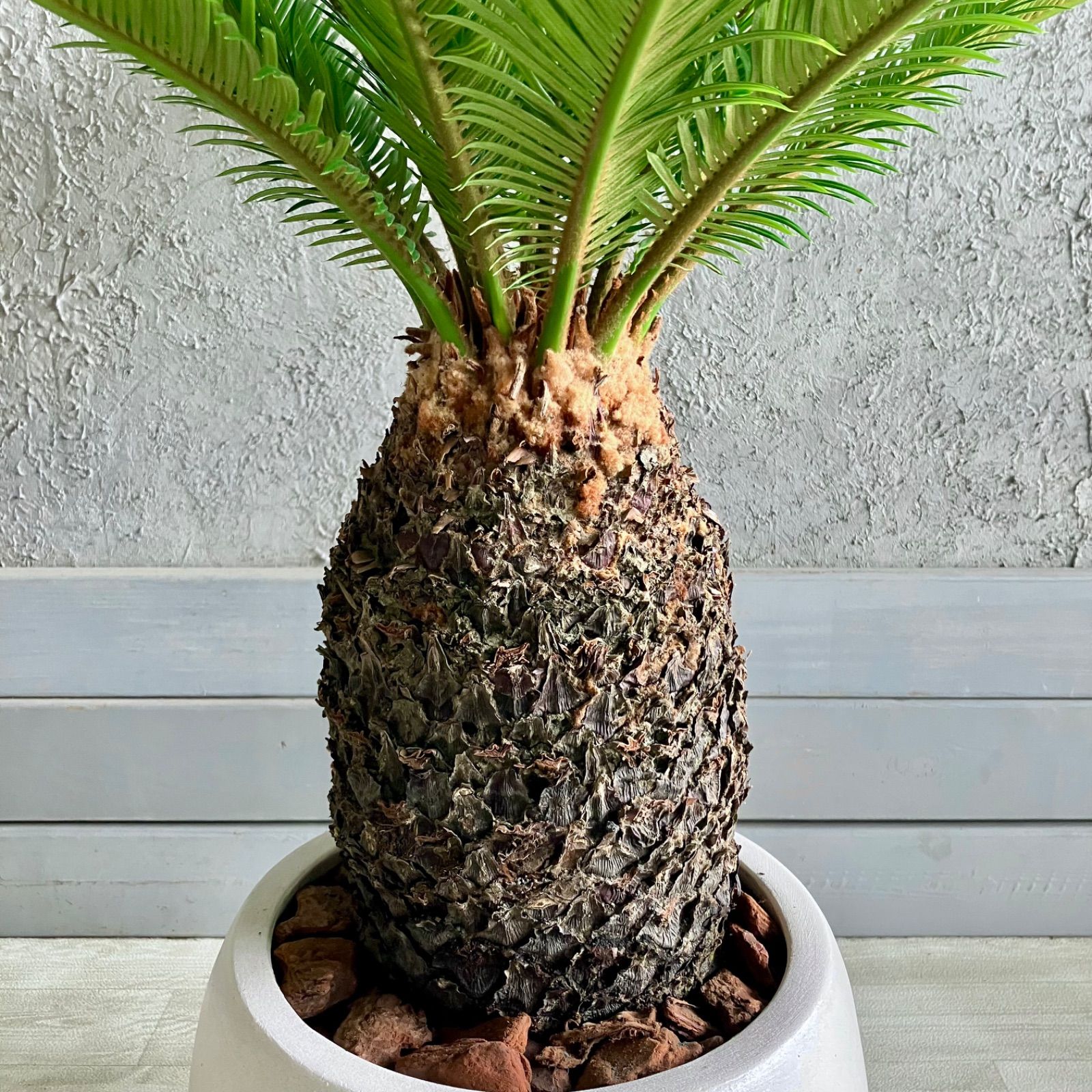 8号 テラコッタ鉢植え