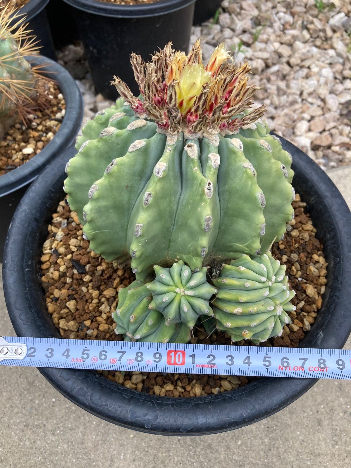 貴重実生品種‼️花サボテン N o.27 良香 10年株 B】フェロカクタス・