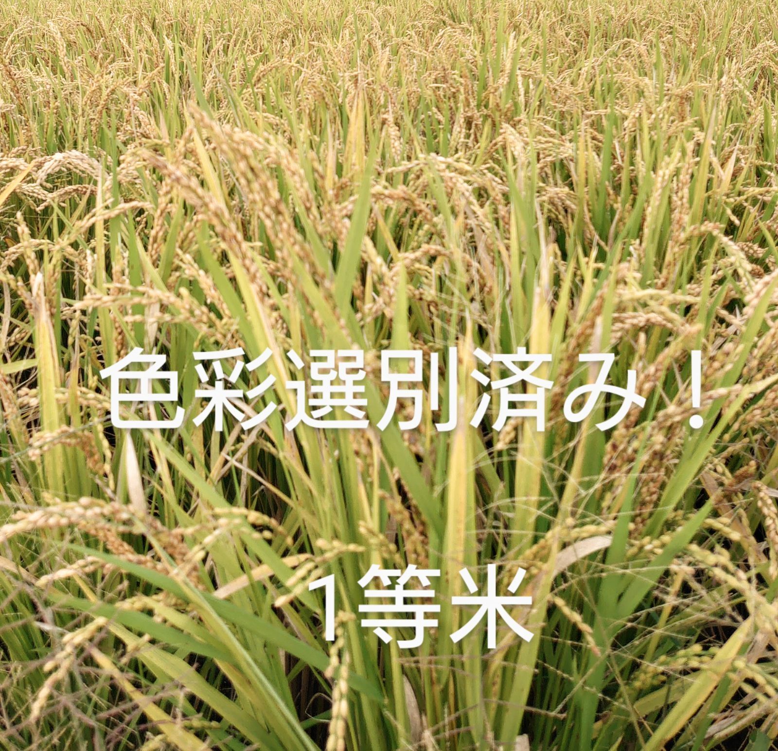 高品質、全国送料無料！ 色彩選別済み 1等米 令和7年度 新米 30kg 大分県産 つや姫 山香米
