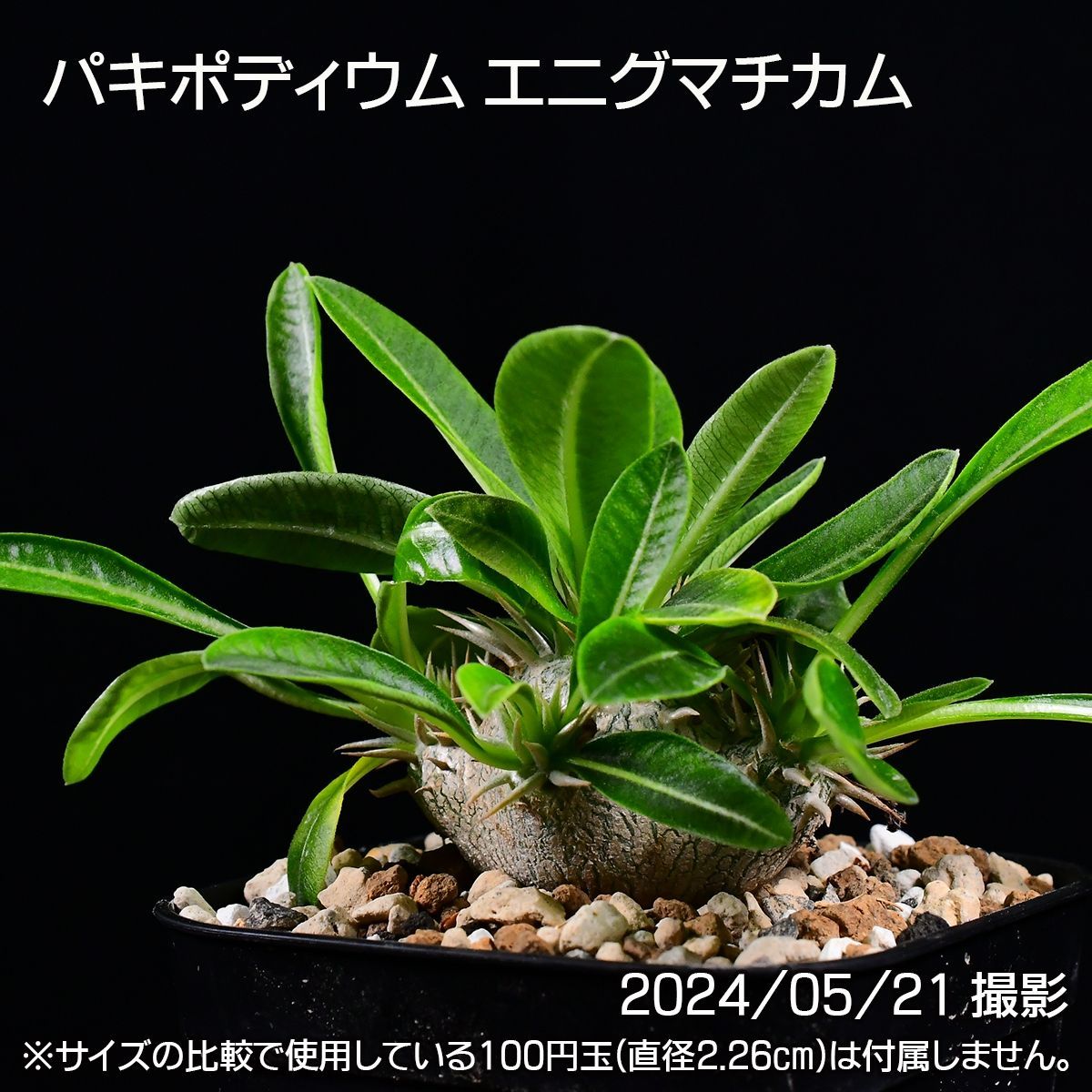387 実生 パキポディウム エニグマチカム コーデックス 塊根植物 ...