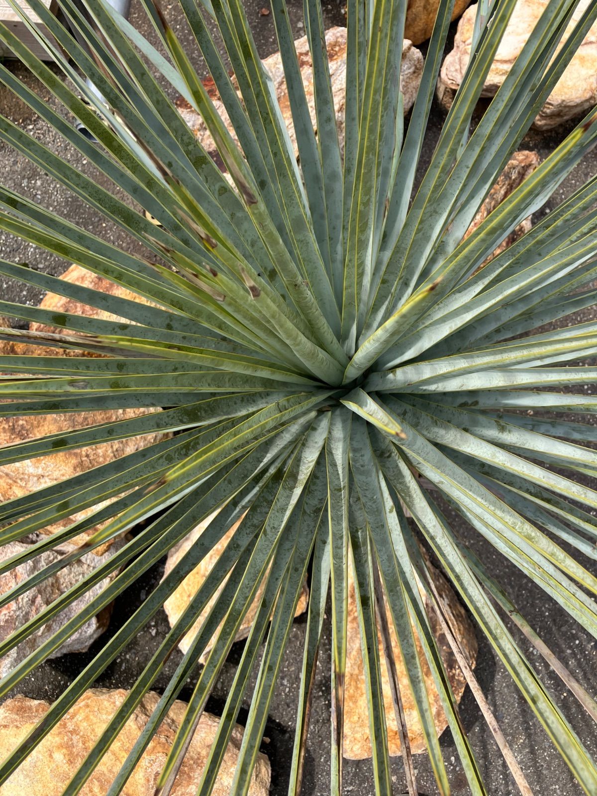 ユッカ マルデヌベス var リギダ ハイブリット タグ付き - メルカリ