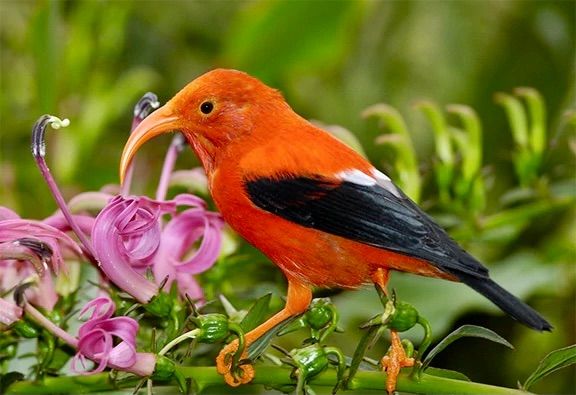 'i'iwi ベニハワイミツスイ ピンバッチ