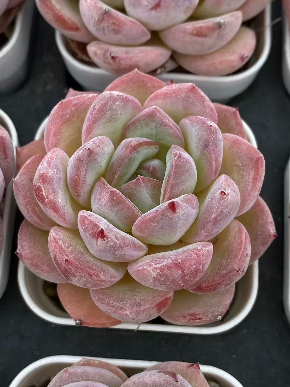 ZM1729×70 イチゴミルク 抜き苗 多肉植物 アエオニウム エケベリア 韓国苗