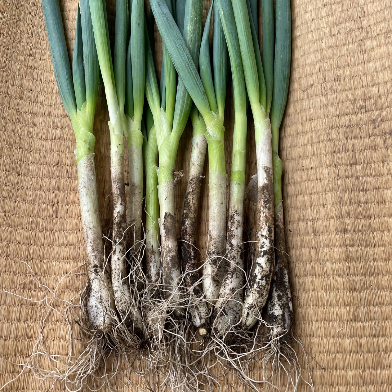 無農薬坊主知らずネギ100本 無農薬坊主知らず太ネギ苗6本