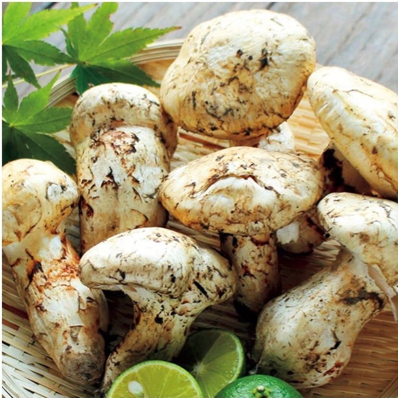 カナダ産3L L つぼみ松茸 約500g前後 1 2等級 3～13本