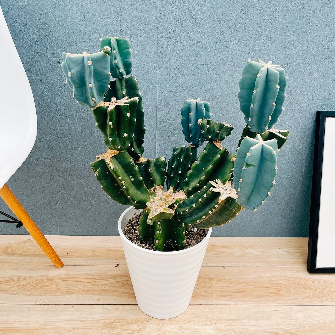 現品 19番 柱サボテン 鬼面角 ブランチ 8号 観葉植物 室内 大型 多肉植物 おしゃれ 人気