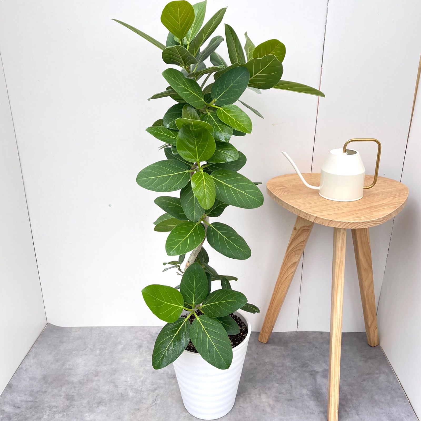 ［現品］フィカス　ベンガレンシス　曲がり　観葉植物　室内 二股根あがり】 フィカス ベンガレンシス 曲がり仕立て 観葉植物