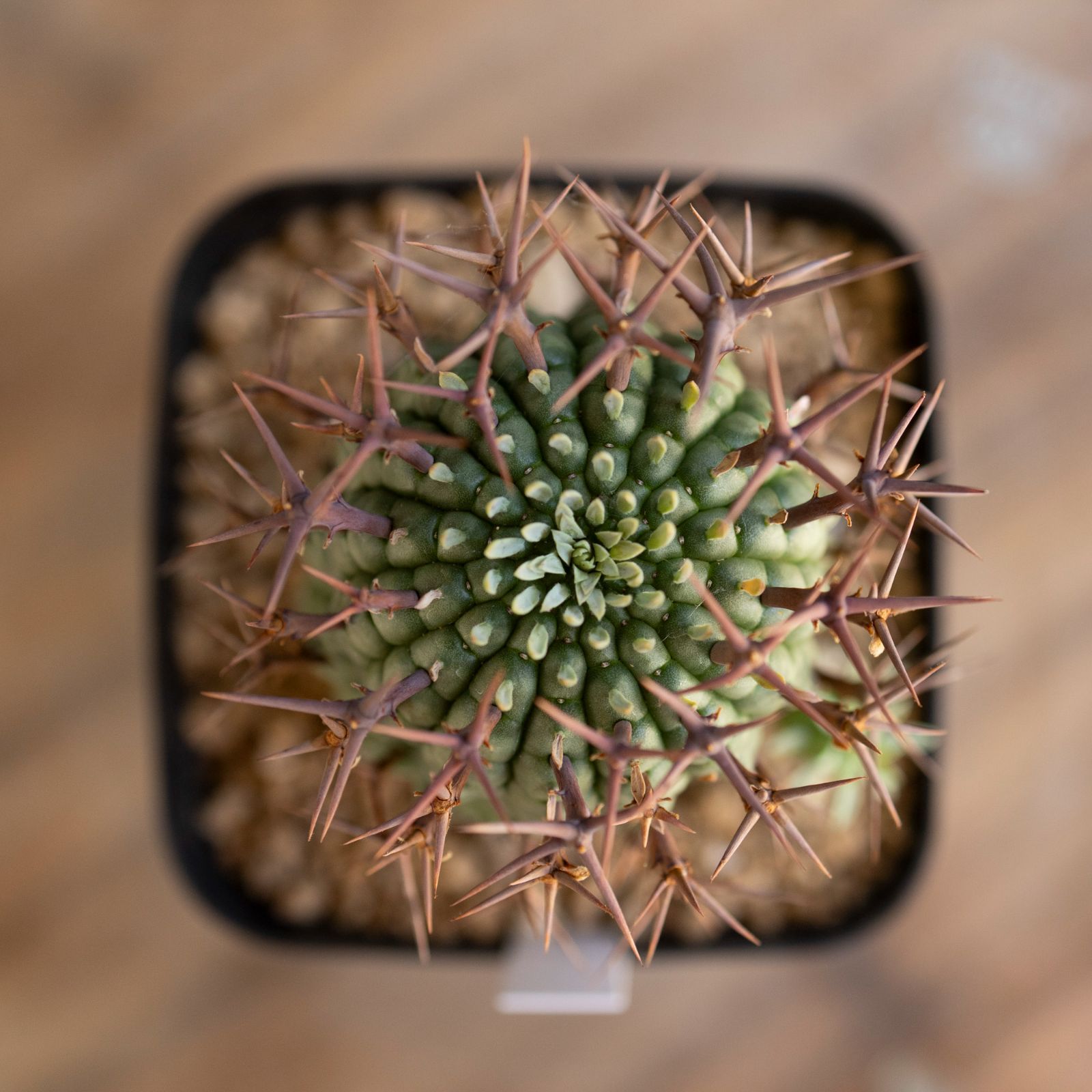 大株】ユーフォルビア 群星冠 ステリスピナ 子株付き Euphorbia