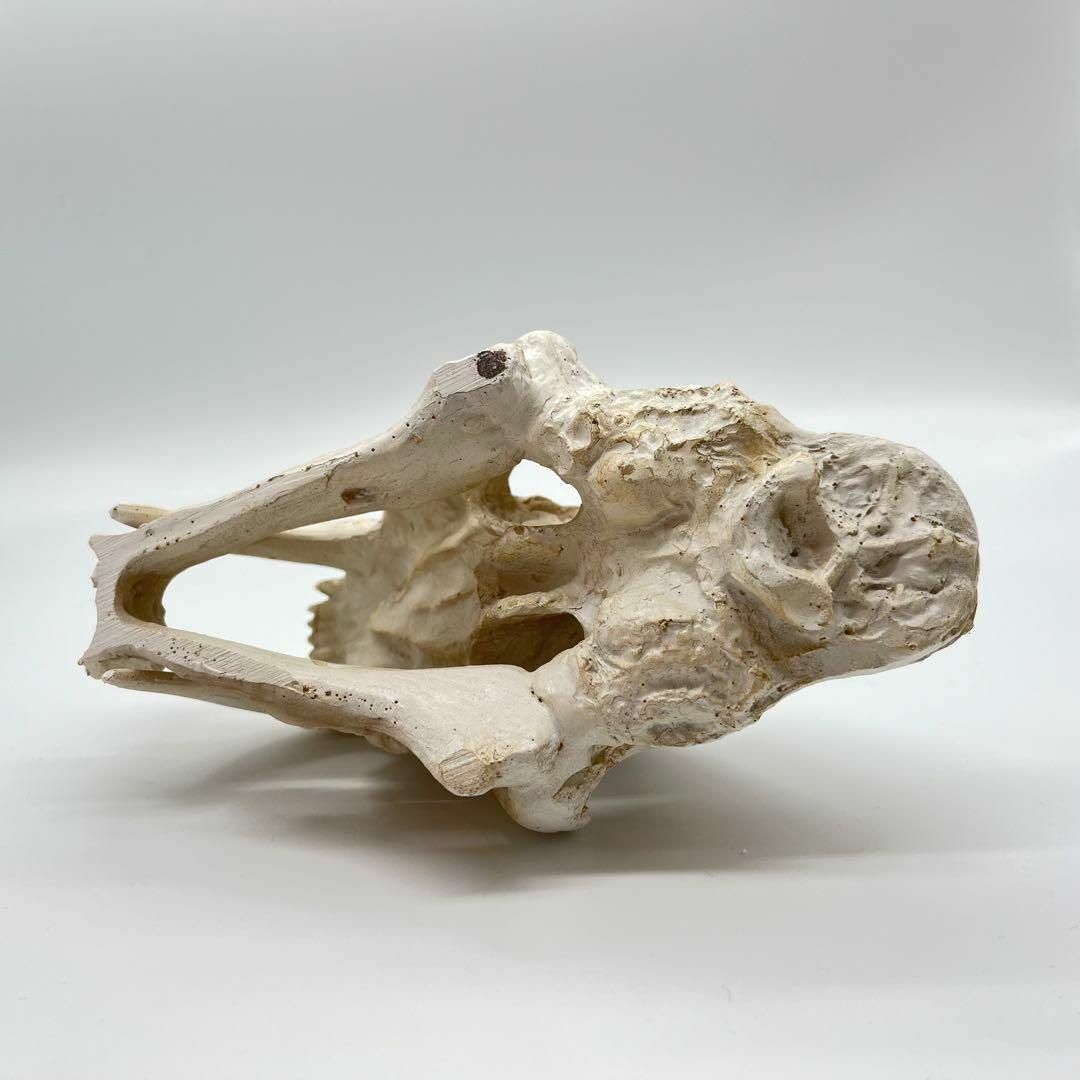 サーベルタイガー 頭骸骨 レプリカ インテリア 恐竜の化石 オブジェ